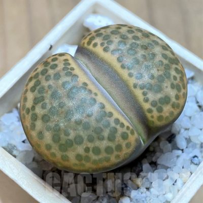 SH21762 Lithops fulviceps L45-66