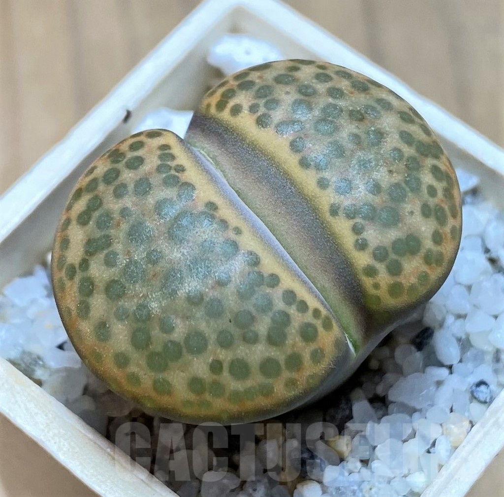 SH21762 Lithops fulviceps L45-66