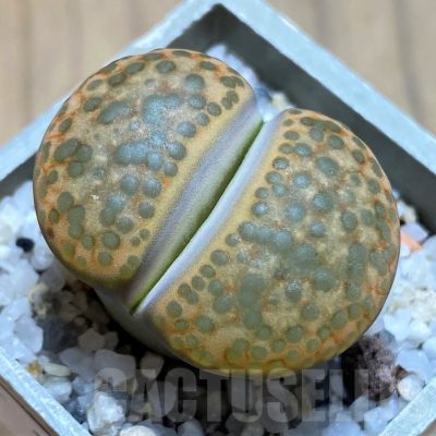 SH21763 Lithops fulviceps L45-66