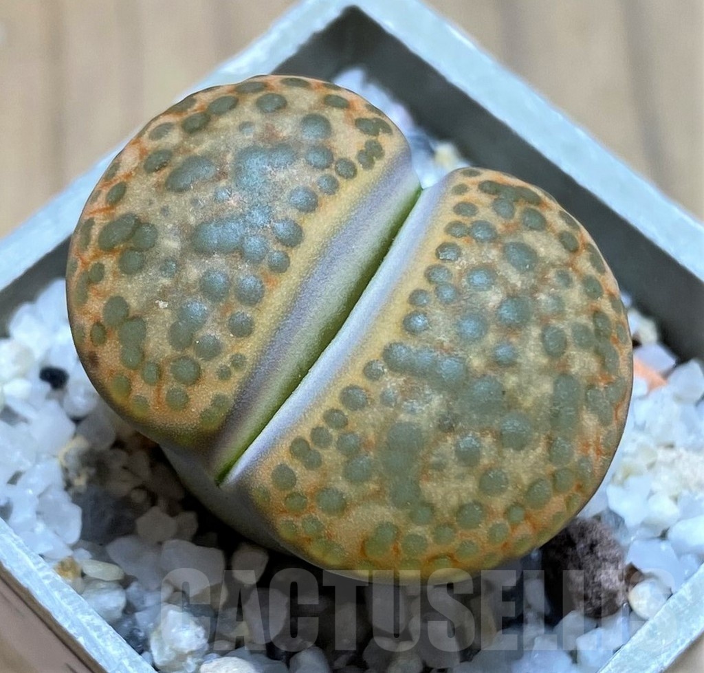 SH21763 Lithops fulviceps L45-66