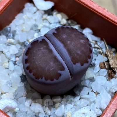 SH21764 Lithops salicola 'Sato's Violet' hybrid