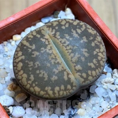 SH21767 Lithops aucampiae -Majading Form-