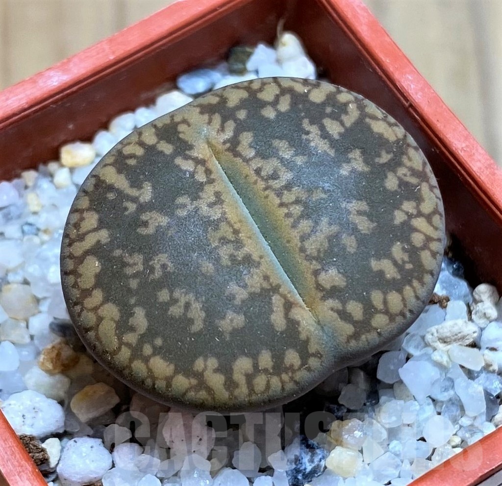 SH21767 Lithops aucampiae -Majading Form-