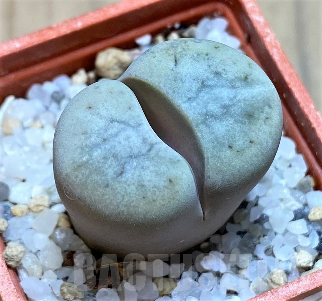 SH21769 Lithops ruschiorum C101