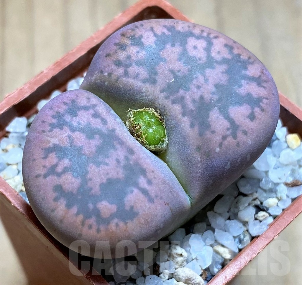 SH21770 Lithops gesinae v. annae 'Pink'