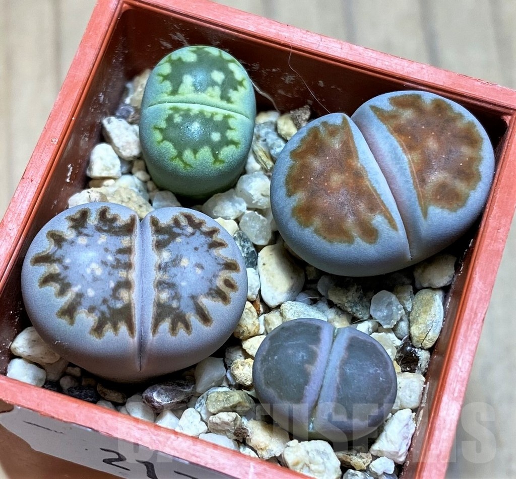 SH21772 Lithops mix