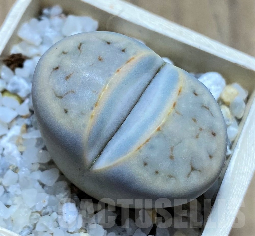 SH21775 Lithops karasmontana C168