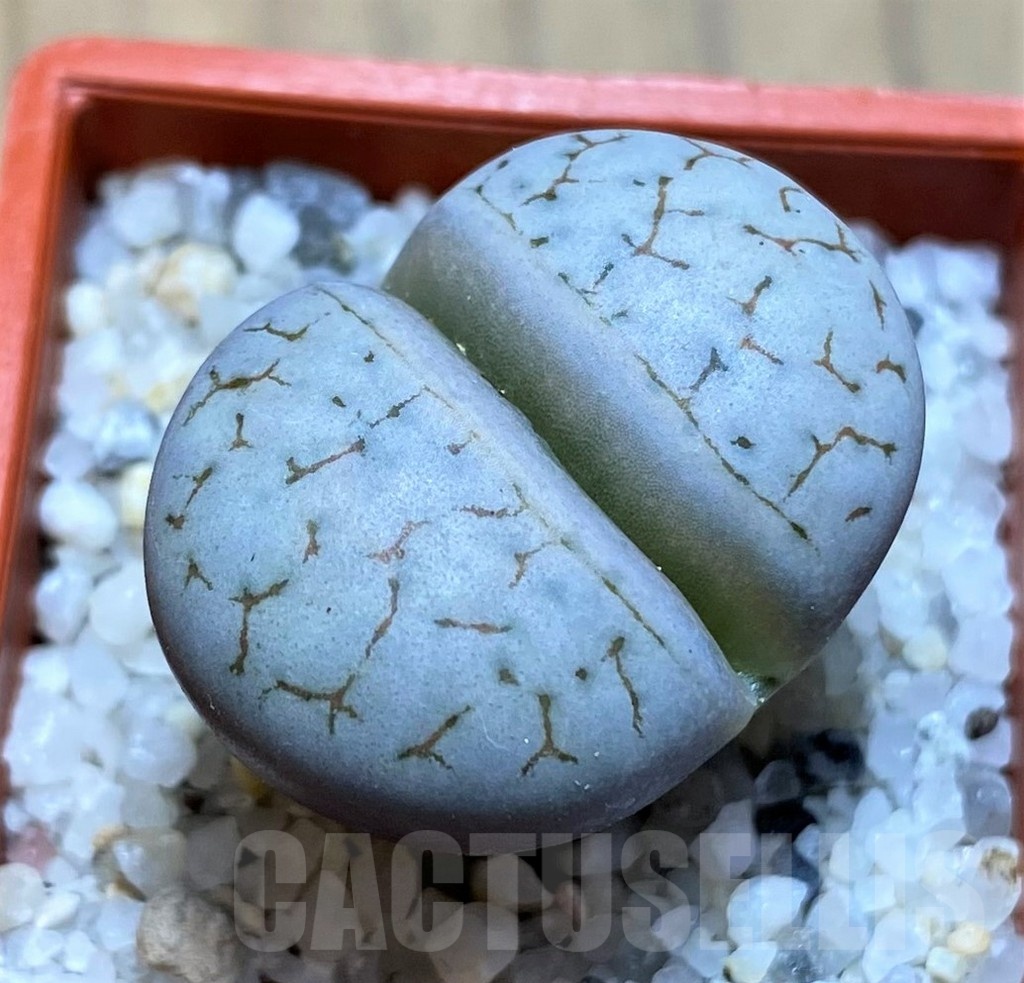 SH21778 Lithops gracilidelineata