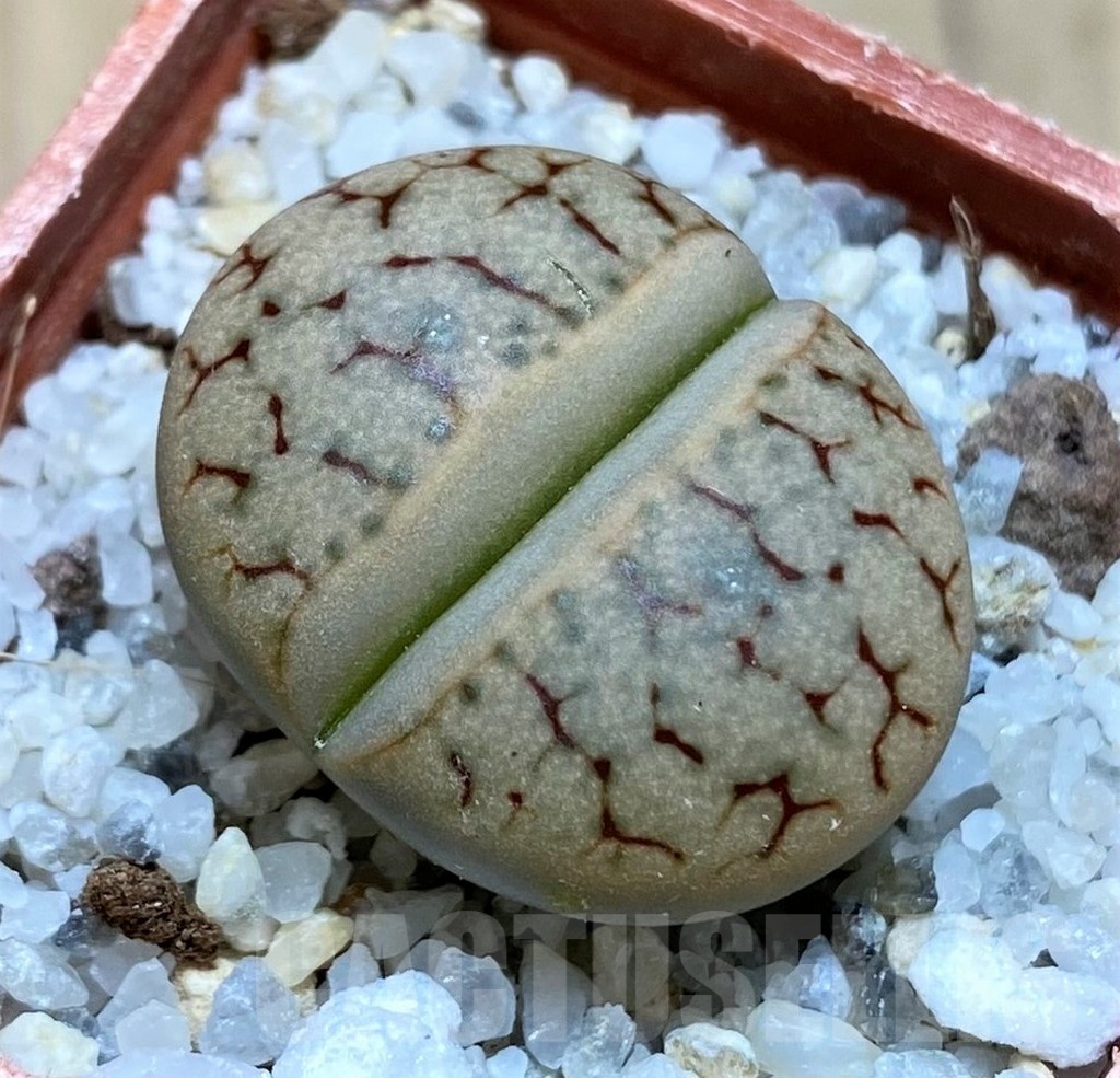 SH21780 Lithops gracilidelineata v. brandbergensis C383