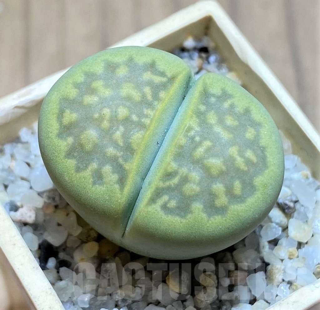 SH21784 Lithops hallii 'Green Soapstone'