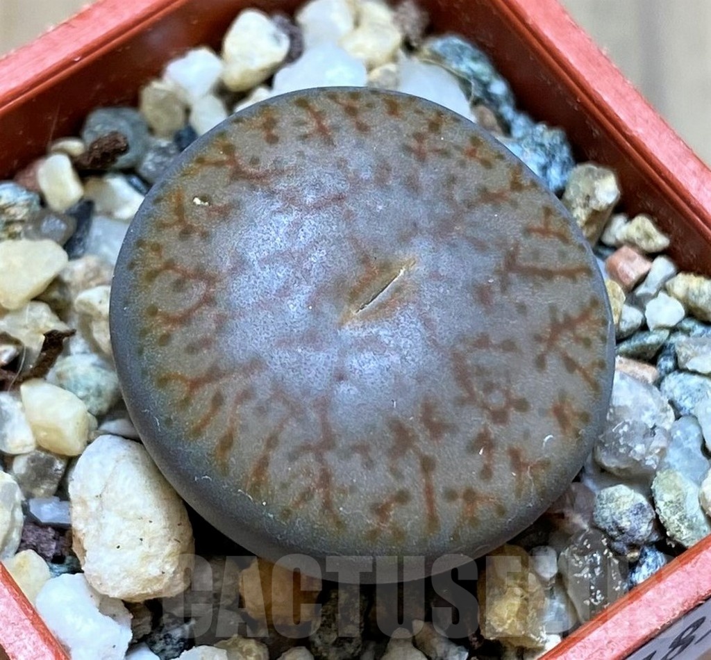 SH21785 Lithops pseudotruncatella