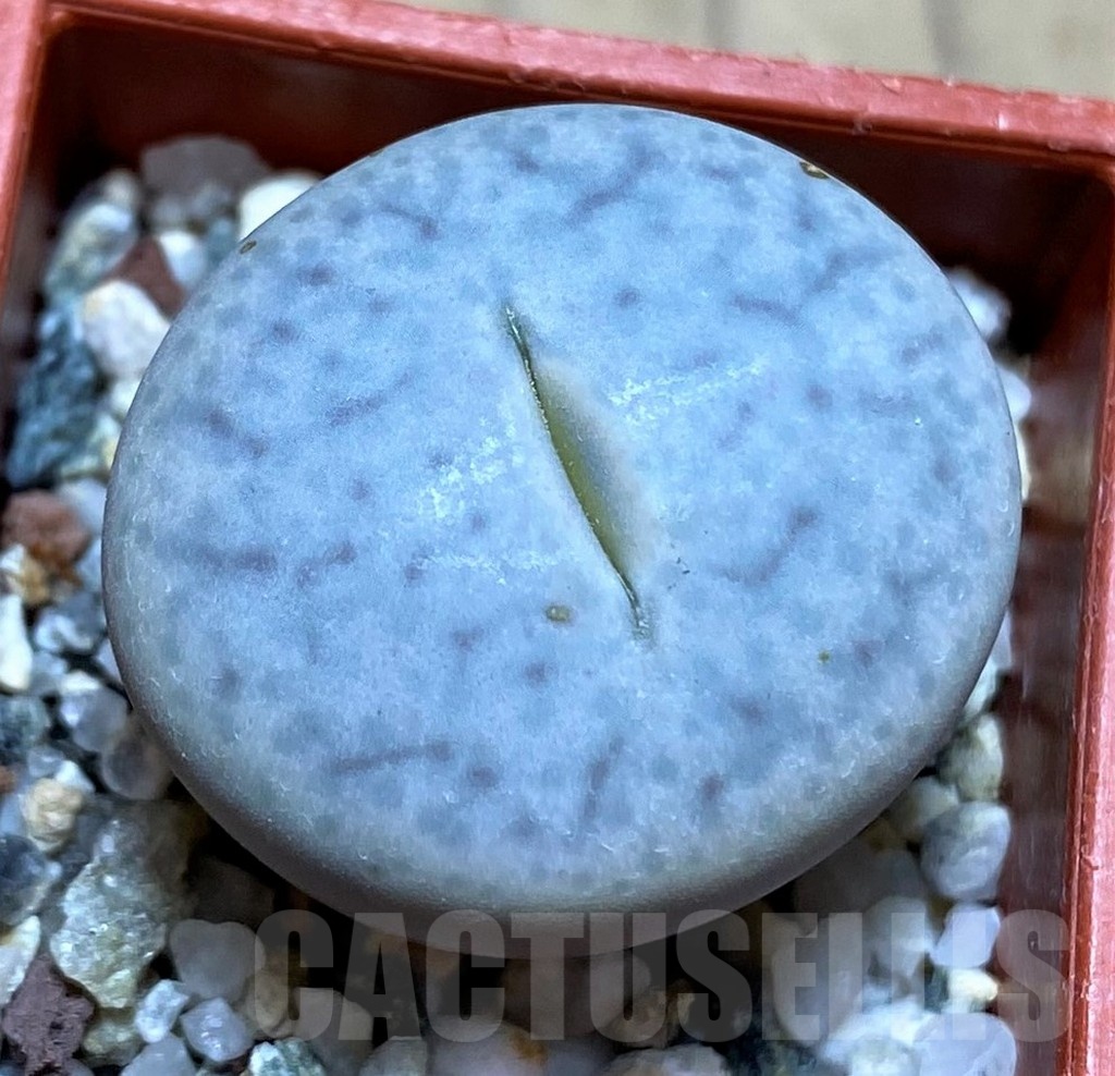 SH21750 Lithops pseudotruncatella ssp. volkii