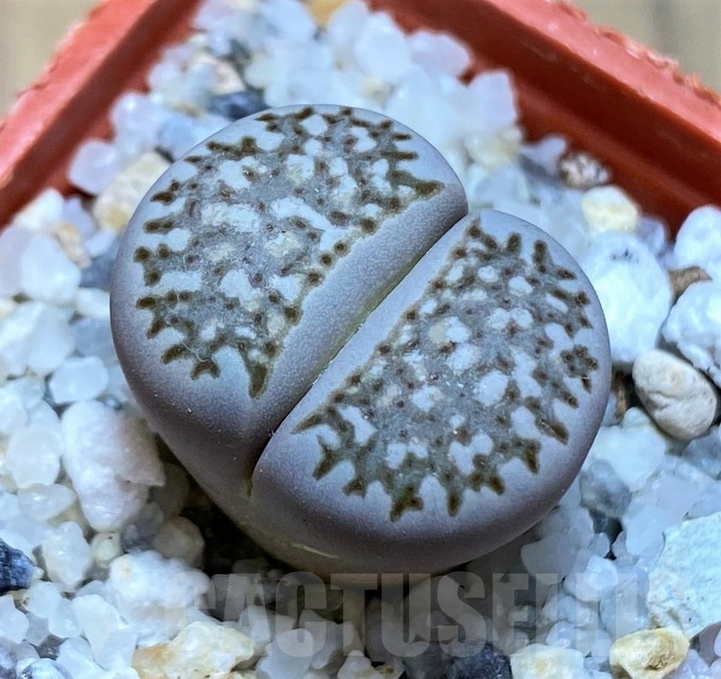 SH21794 Lithops julii v. fulleri C024