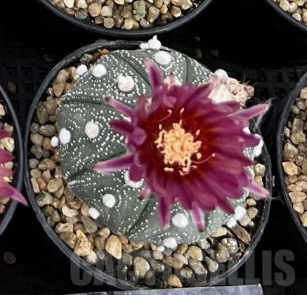 SHPR40249 Astrophytum asterias ‘Super Kabuto’ ‘Akabana’ clon 24 - Image 2