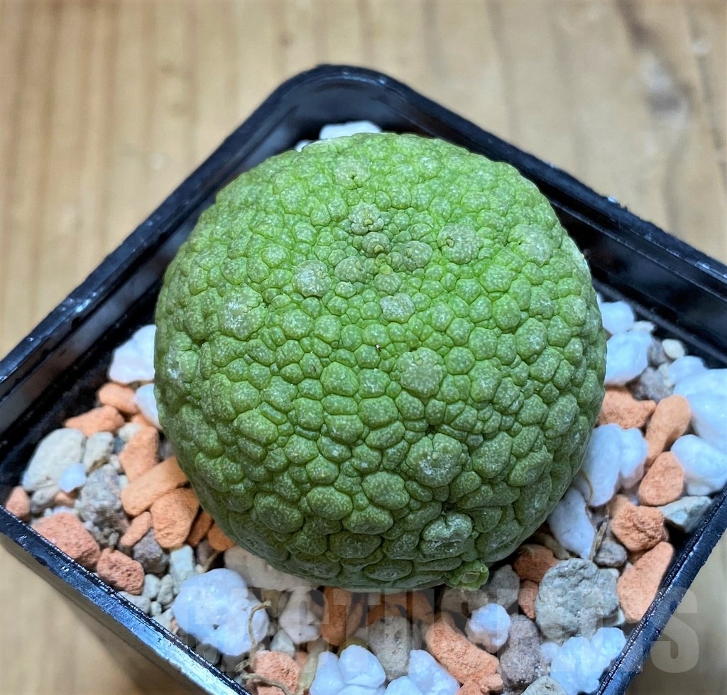 SH20689 Pseudolithos migiurtinus