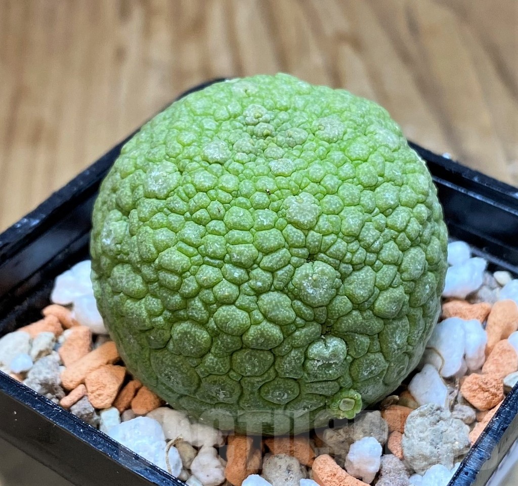 SH20689 Pseudolithos migiurtinus - Image 2