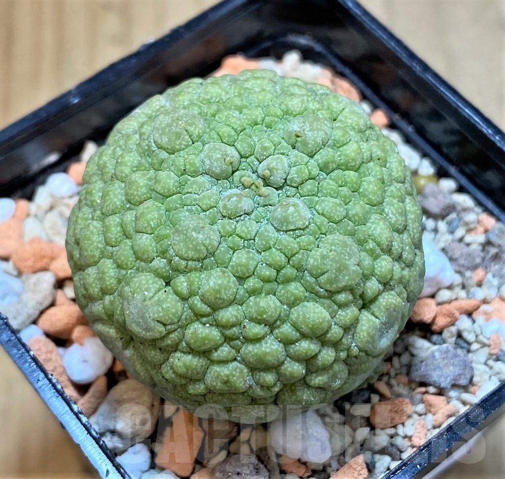 SH20690 Pseudolithos migiurtinus