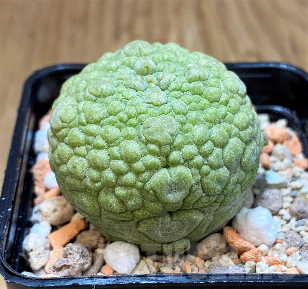 SH20690 Pseudolithos migiurtinus - Image 2