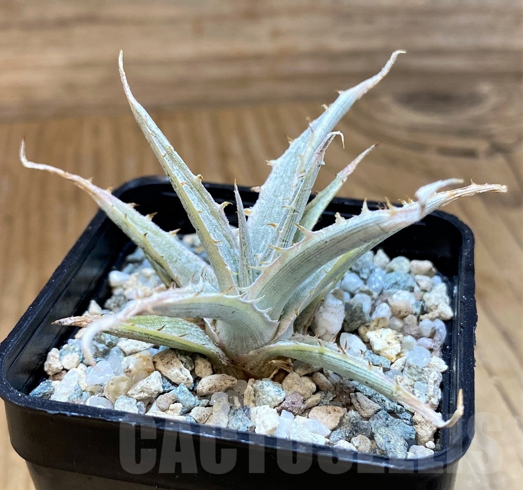 SH20693 Dyckia 'Silver Surfer'