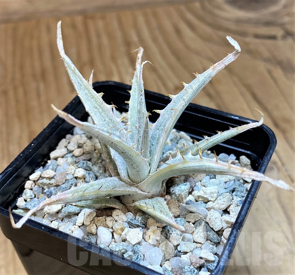 SH20693 Dyckia 'Silver Surfer' - Image 2