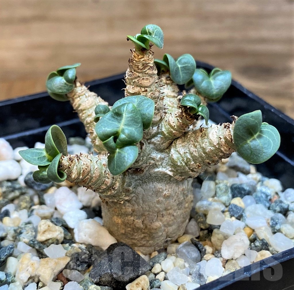 SH20696 Adenium arabicum DHA - Image 2