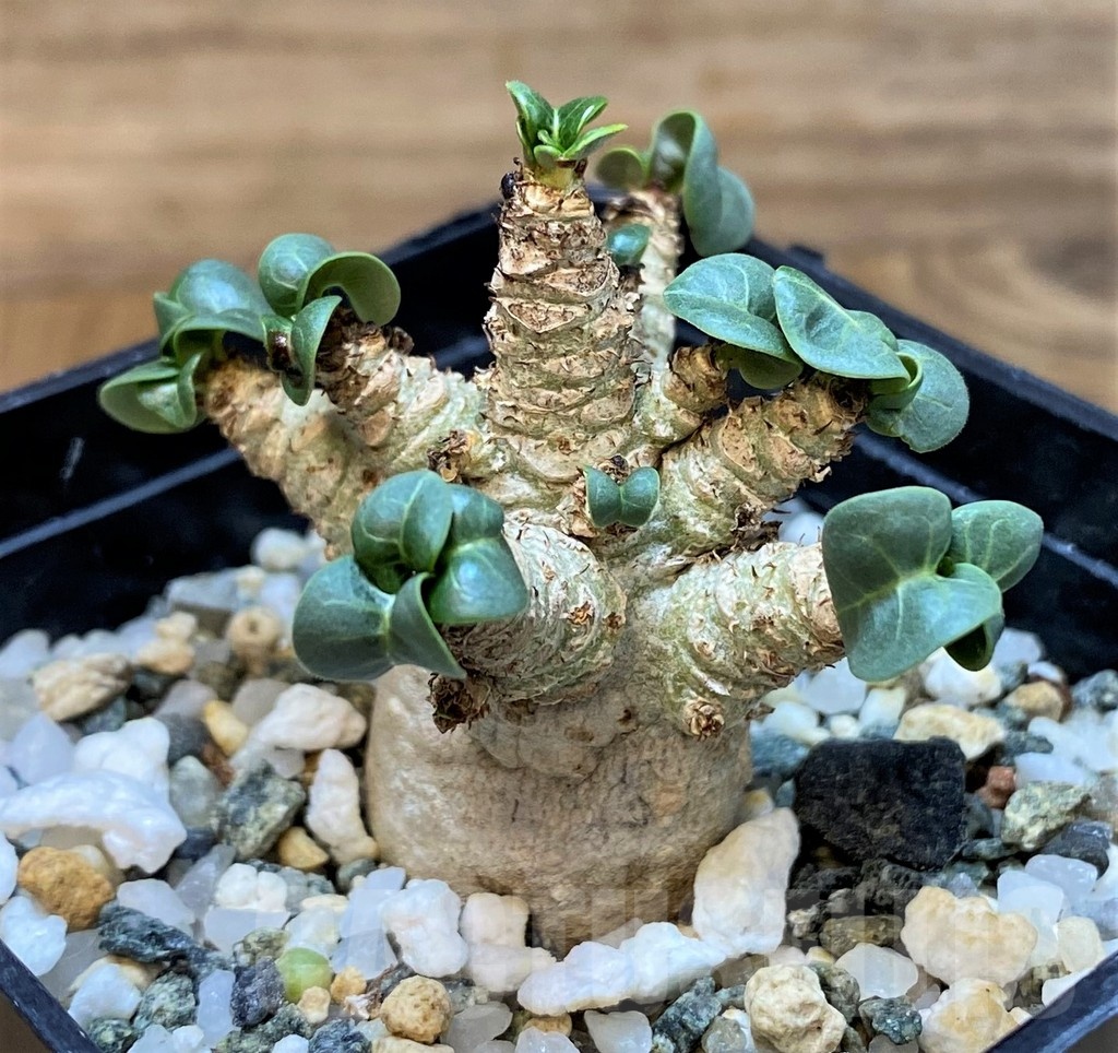 SH20696 Adenium arabicum DHA