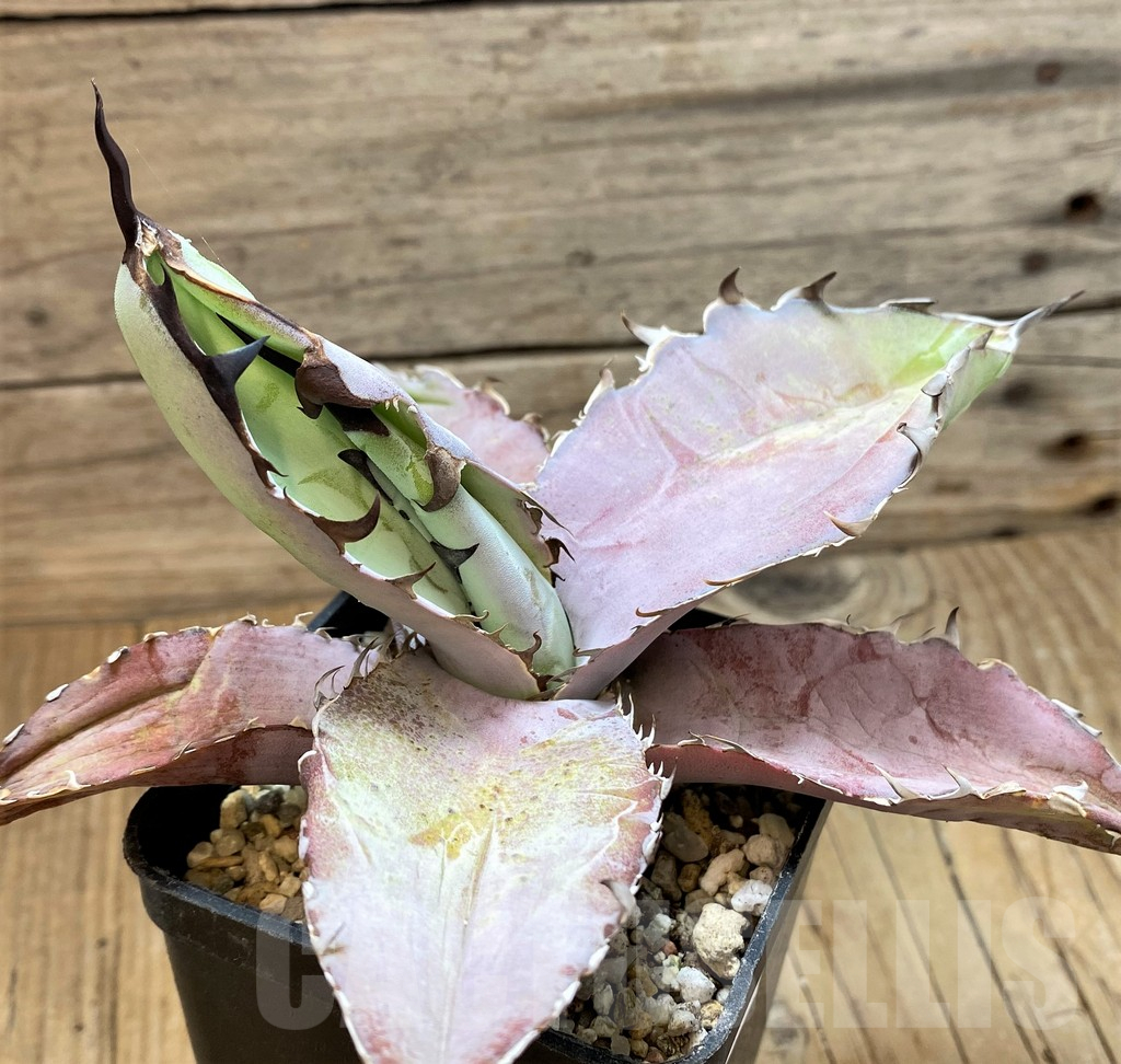 SH20660 Agave titanota 'Black and Blue' - Image 3