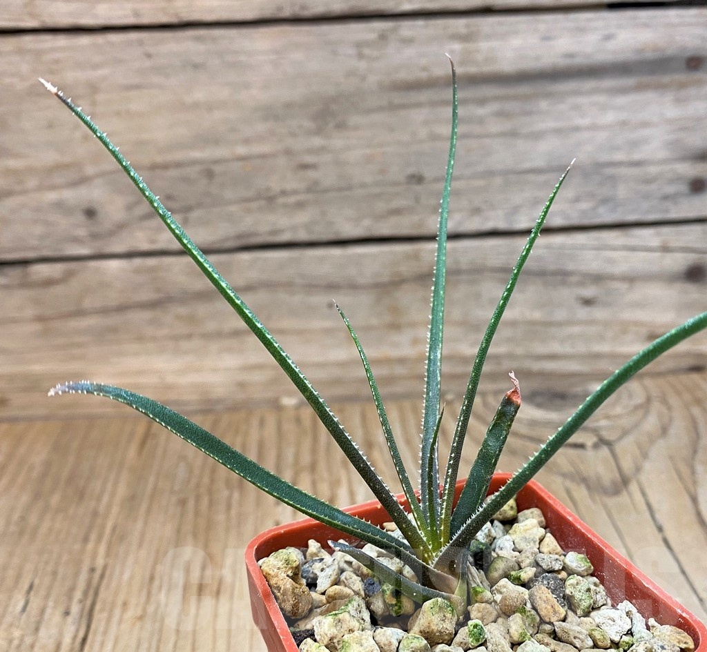 SH20703 Aloe pronkii - Image 2