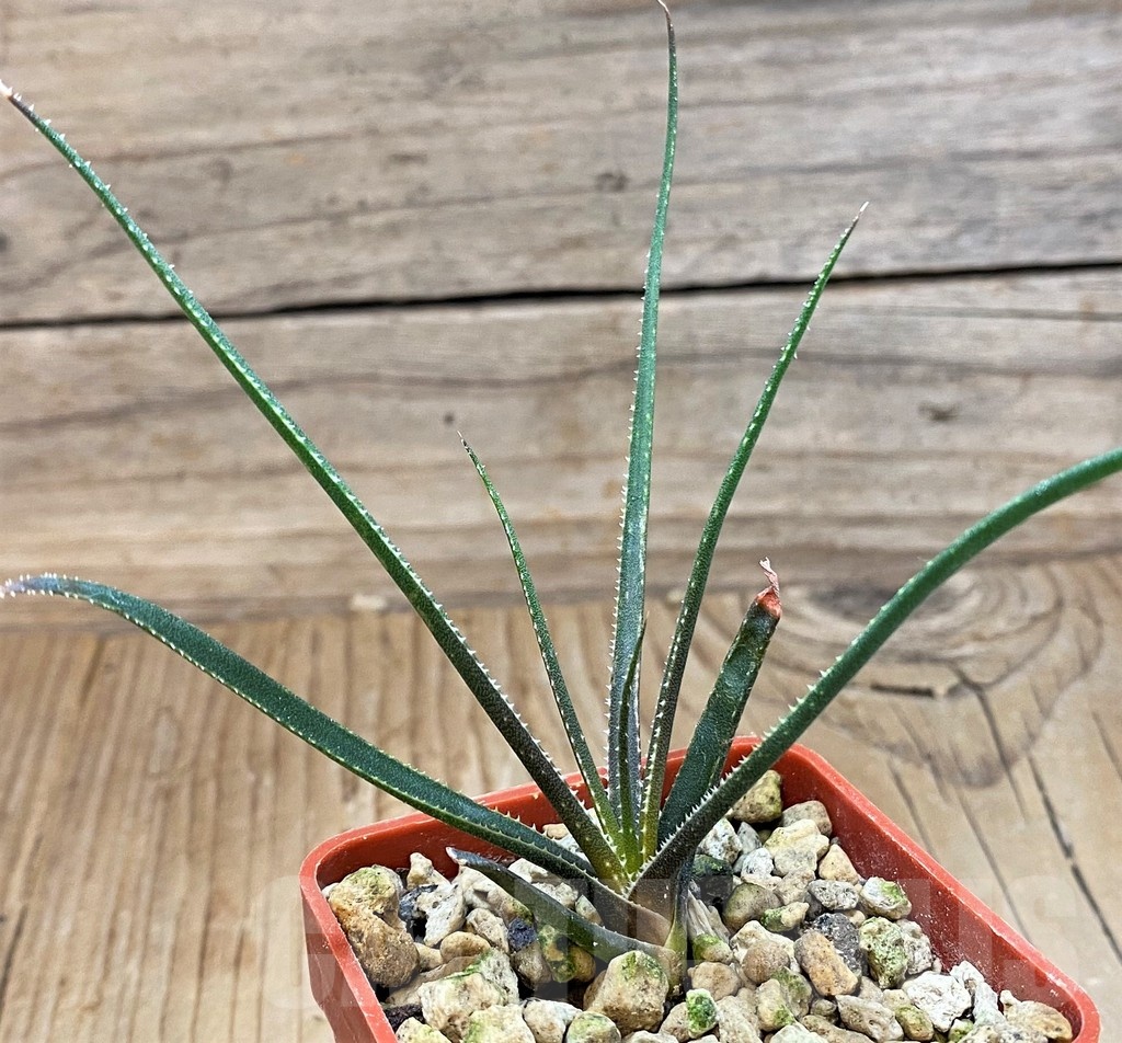 SH20703 Aloe pronkii