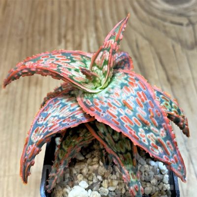 SH20707 Aloe TCT hybrid