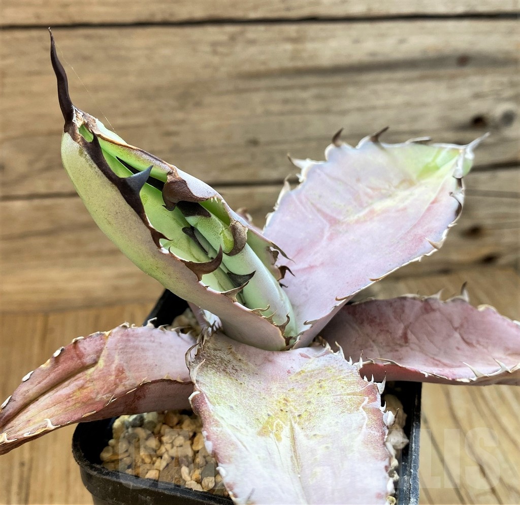 SH20660 Agave titanota 'Black and Blue'