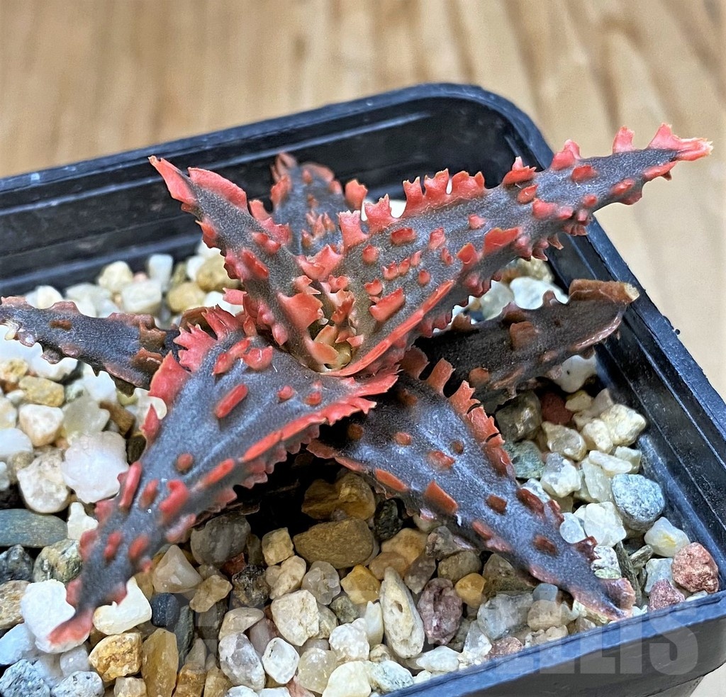 SH20714 Aloe TCT hybrid - Image 2