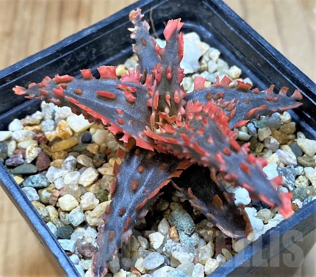SH20714 Aloe TCT hybrid