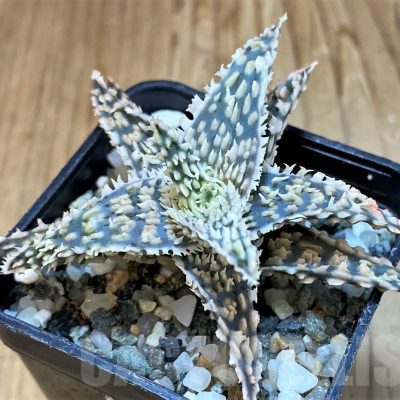 SH20718 Aloe TCT hybrid