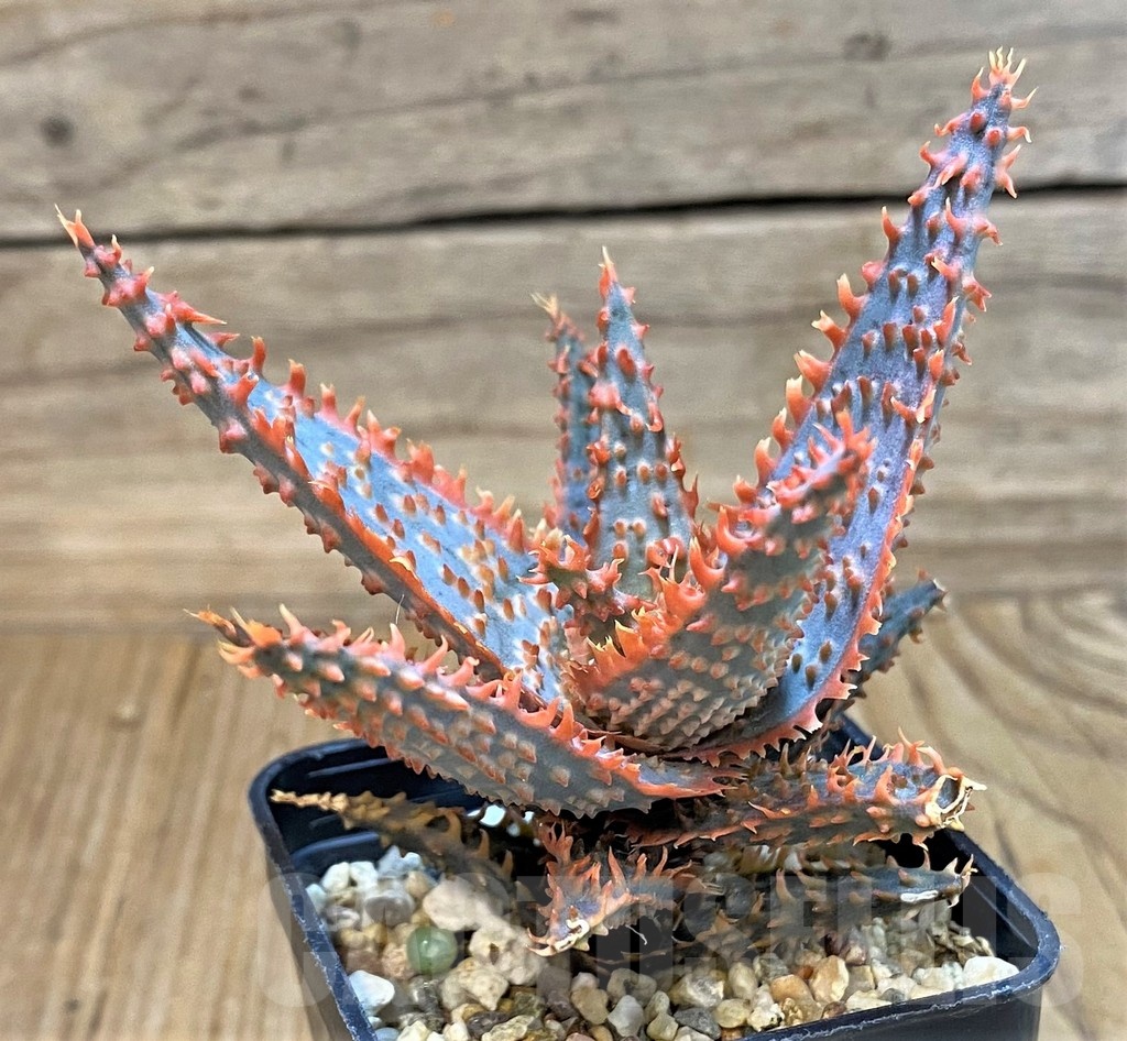 SH20725 Aloe TCT hybrid - Image 2
