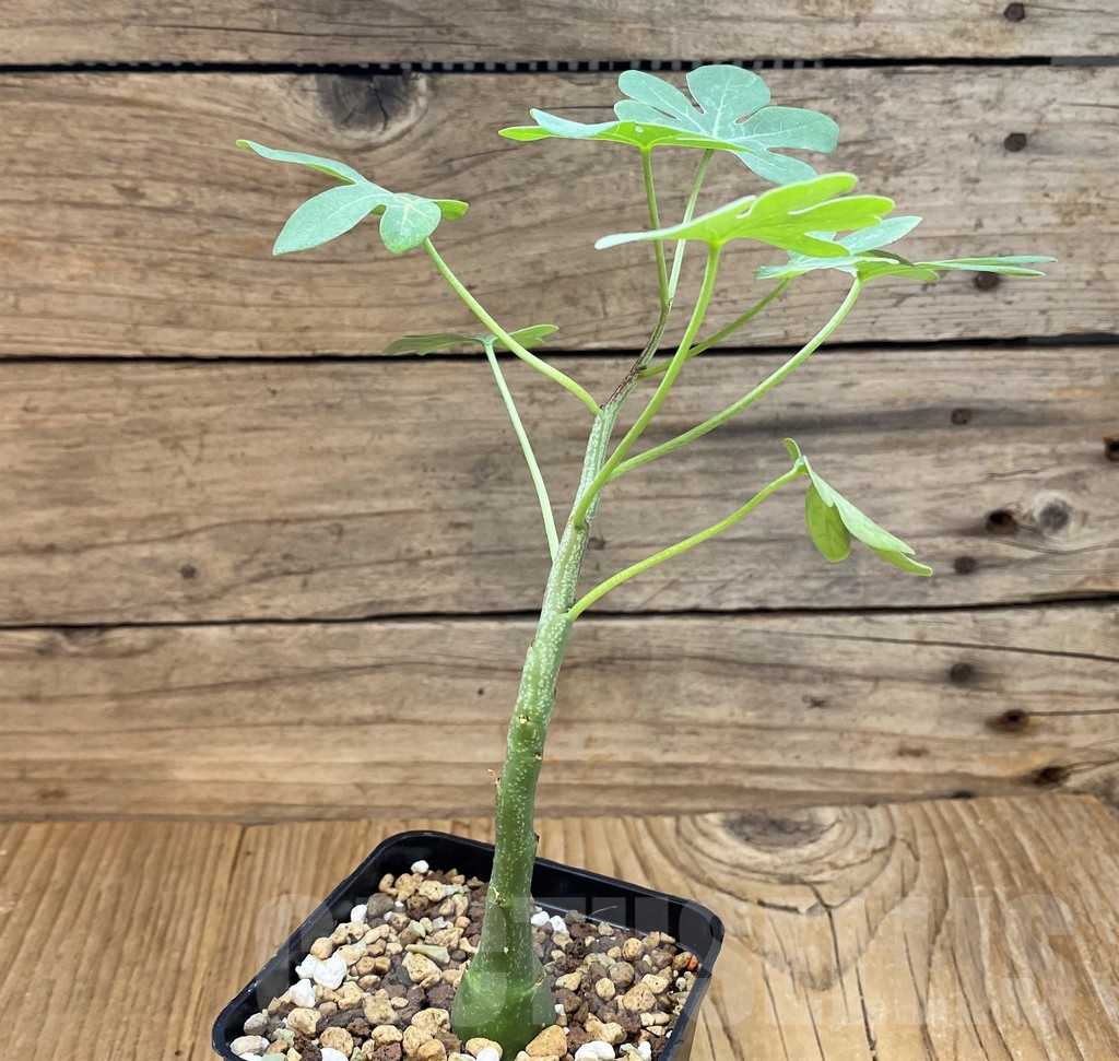 SH20665 Adenia glauca - Image 2