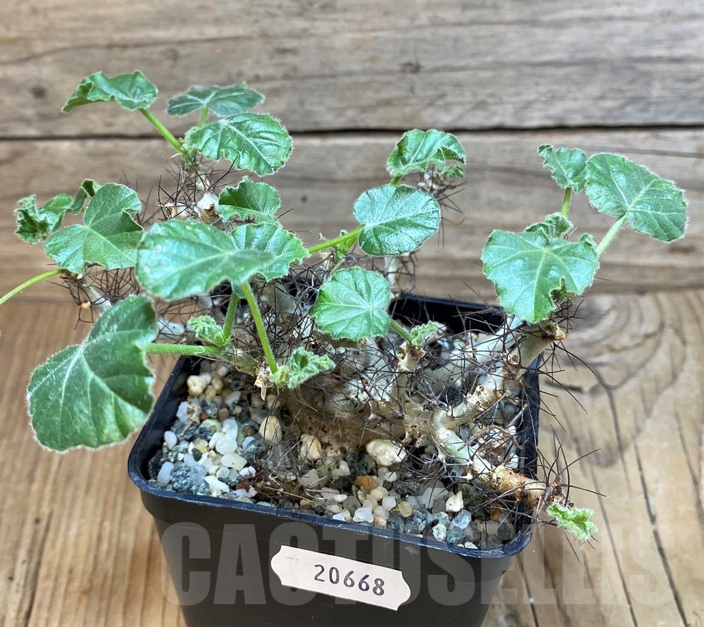 SH20668 Jatropha marginata - Image 2