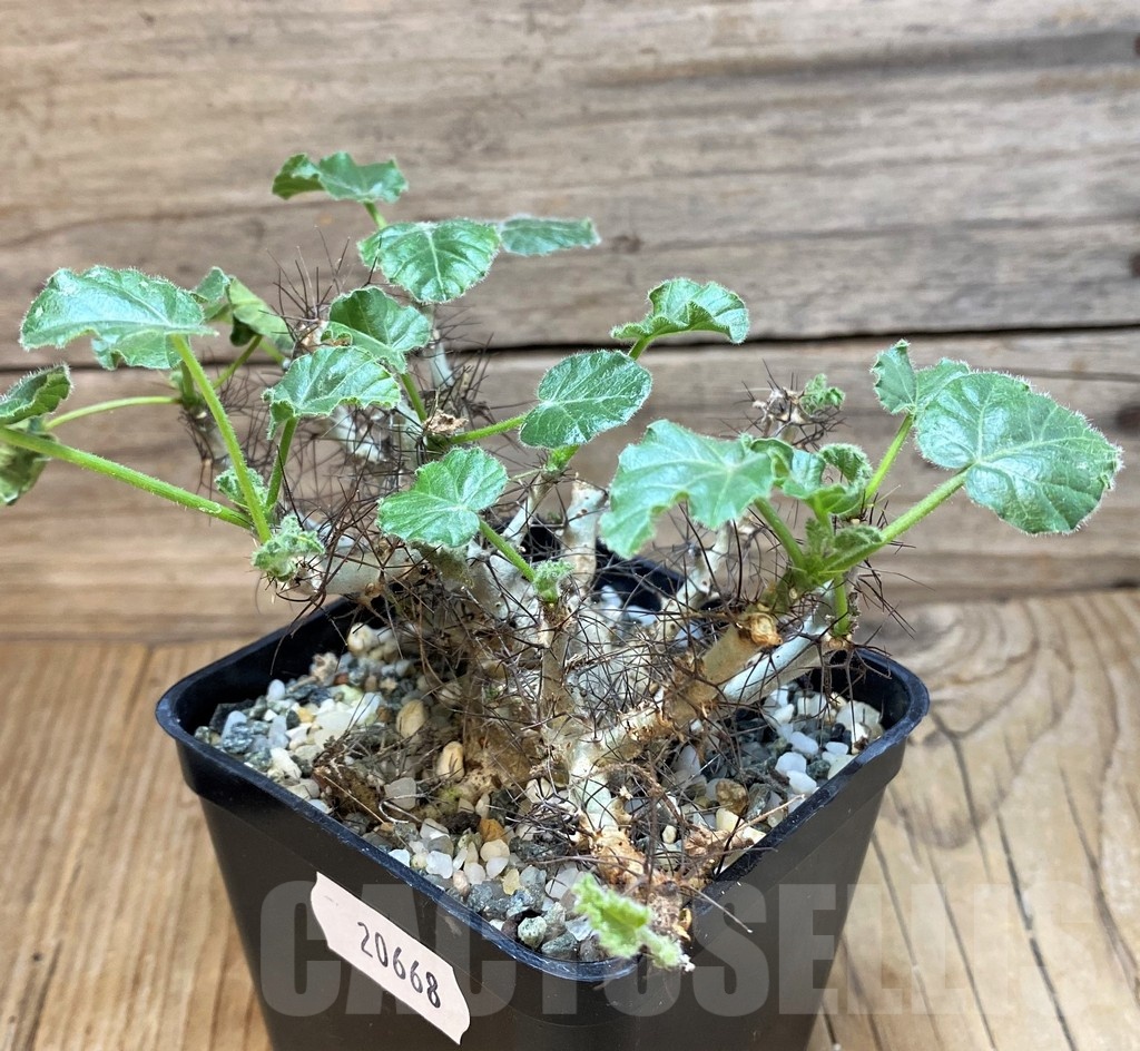 SH20668 Jatropha marginata - Image 3