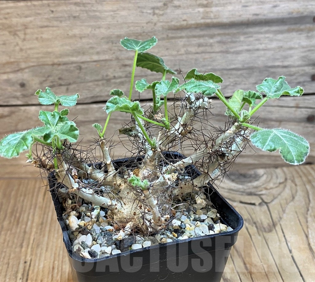 SH20668 Jatropha marginata