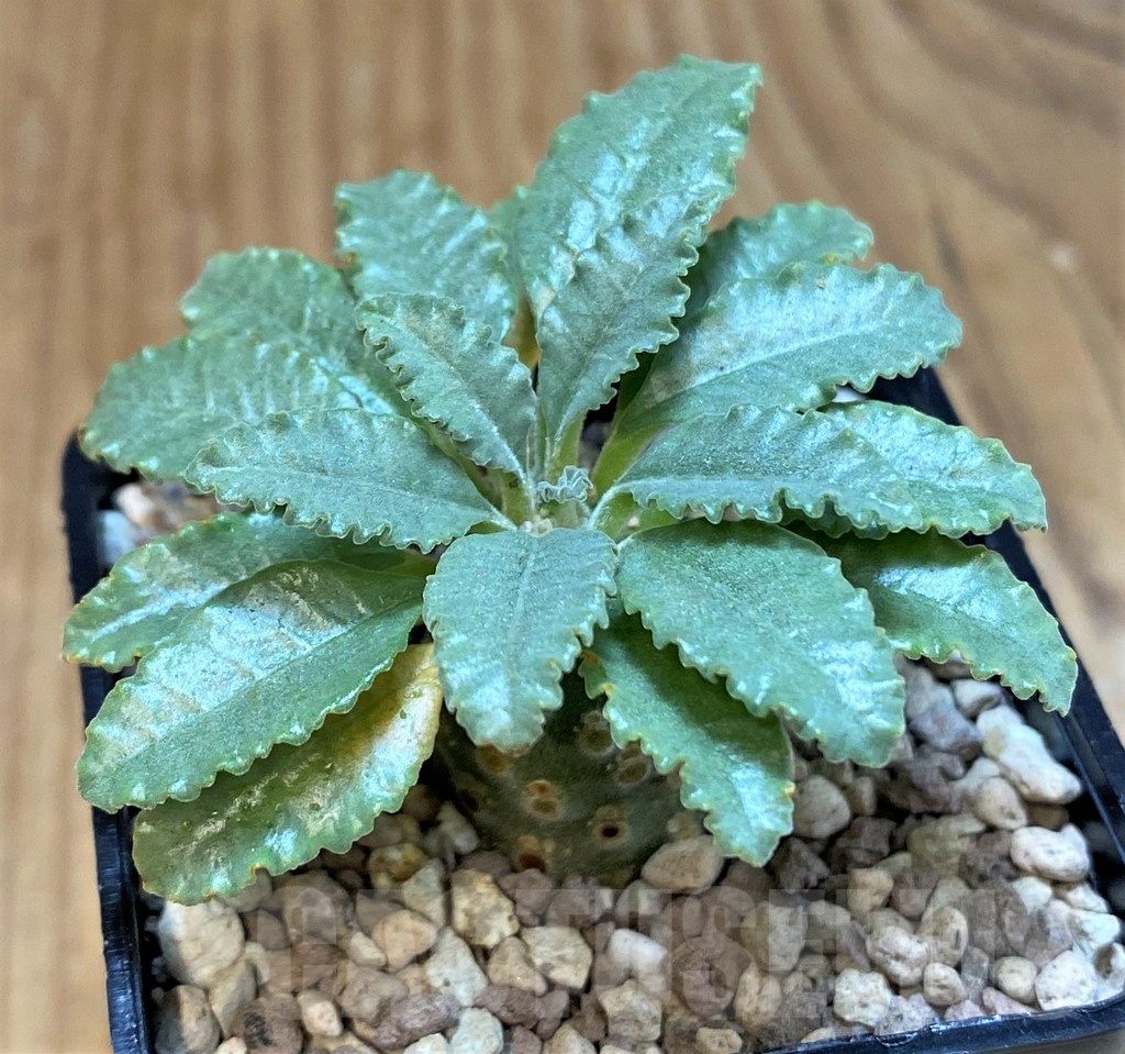 SH20673 Dorstenia lavrani
