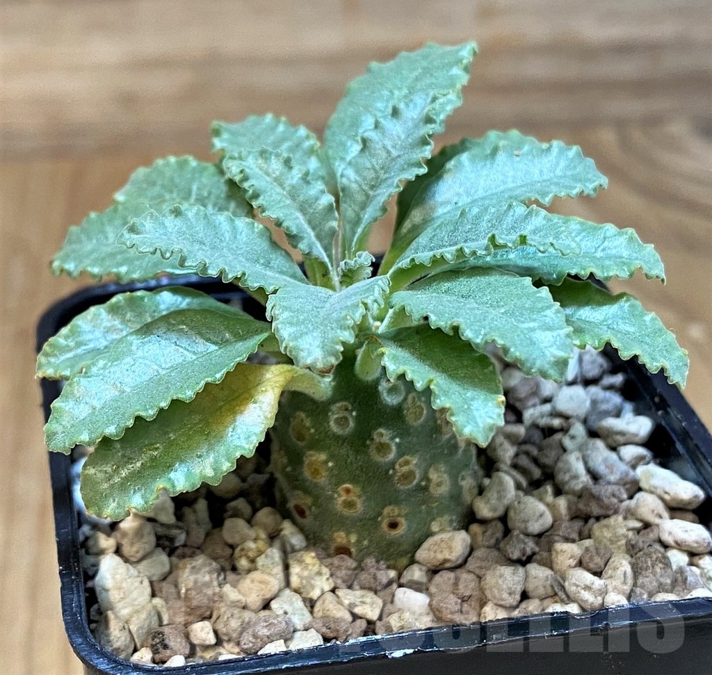SH20673 Dorstenia lavrani - Image 2