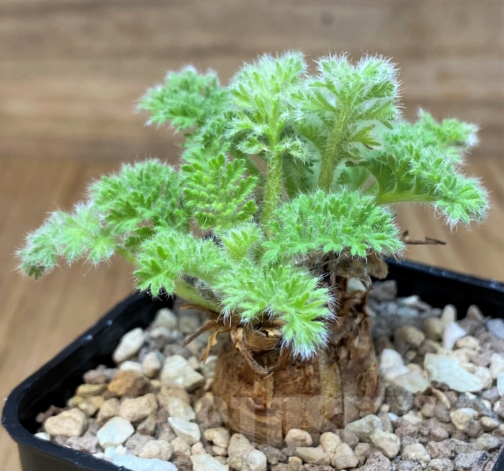 SH20681 Pelargonium triste