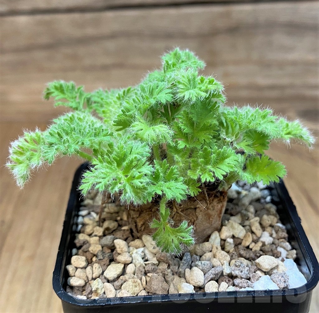SH20683 Pelargonium triste - Image 2