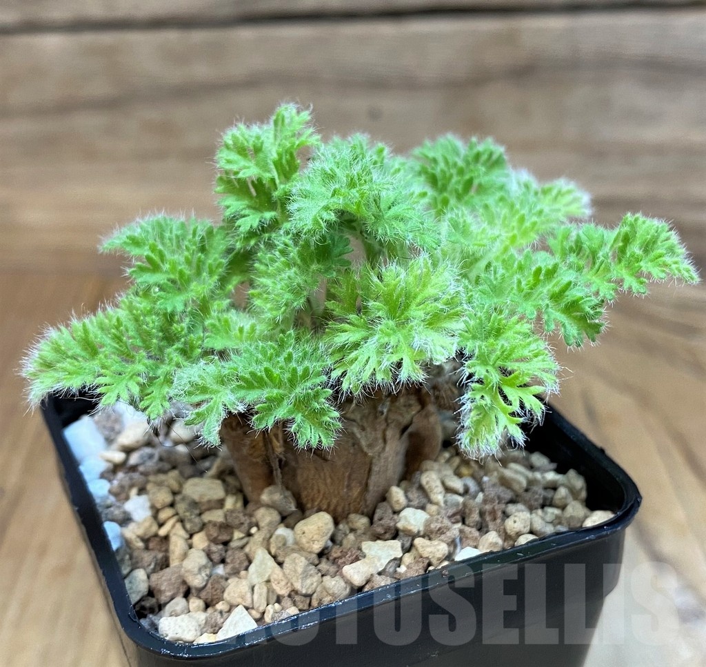 SH20683 Pelargonium triste