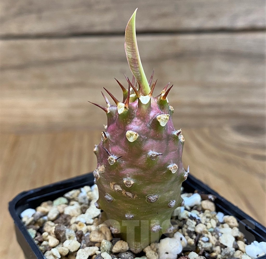 SH20685 Euphorbia pachypodioides - Image 2