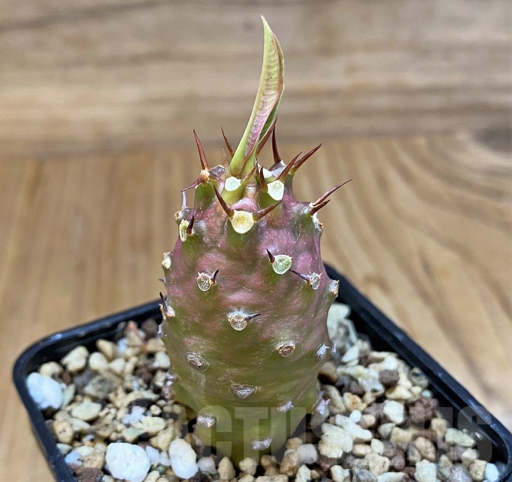 SH20685 Euphorbia pachypodioides