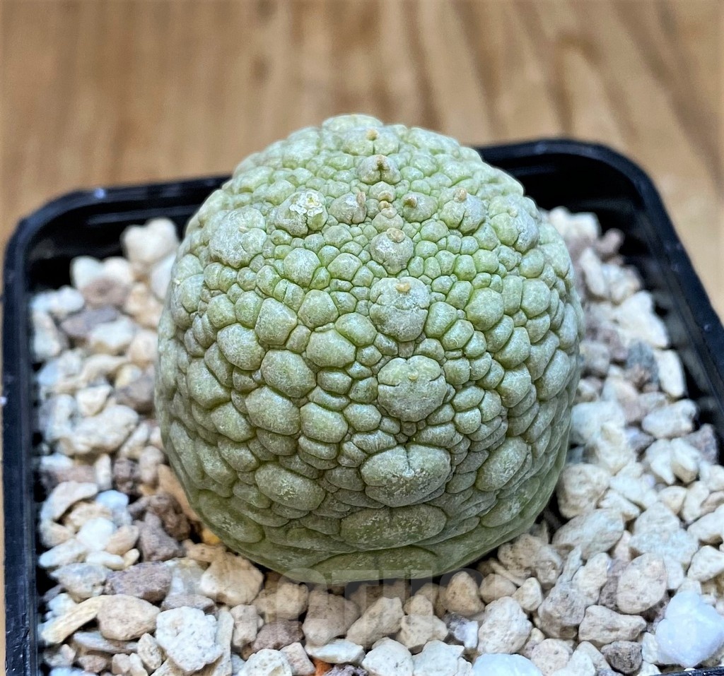 SH20688 Pseudolithos migiurtinus - Image 2