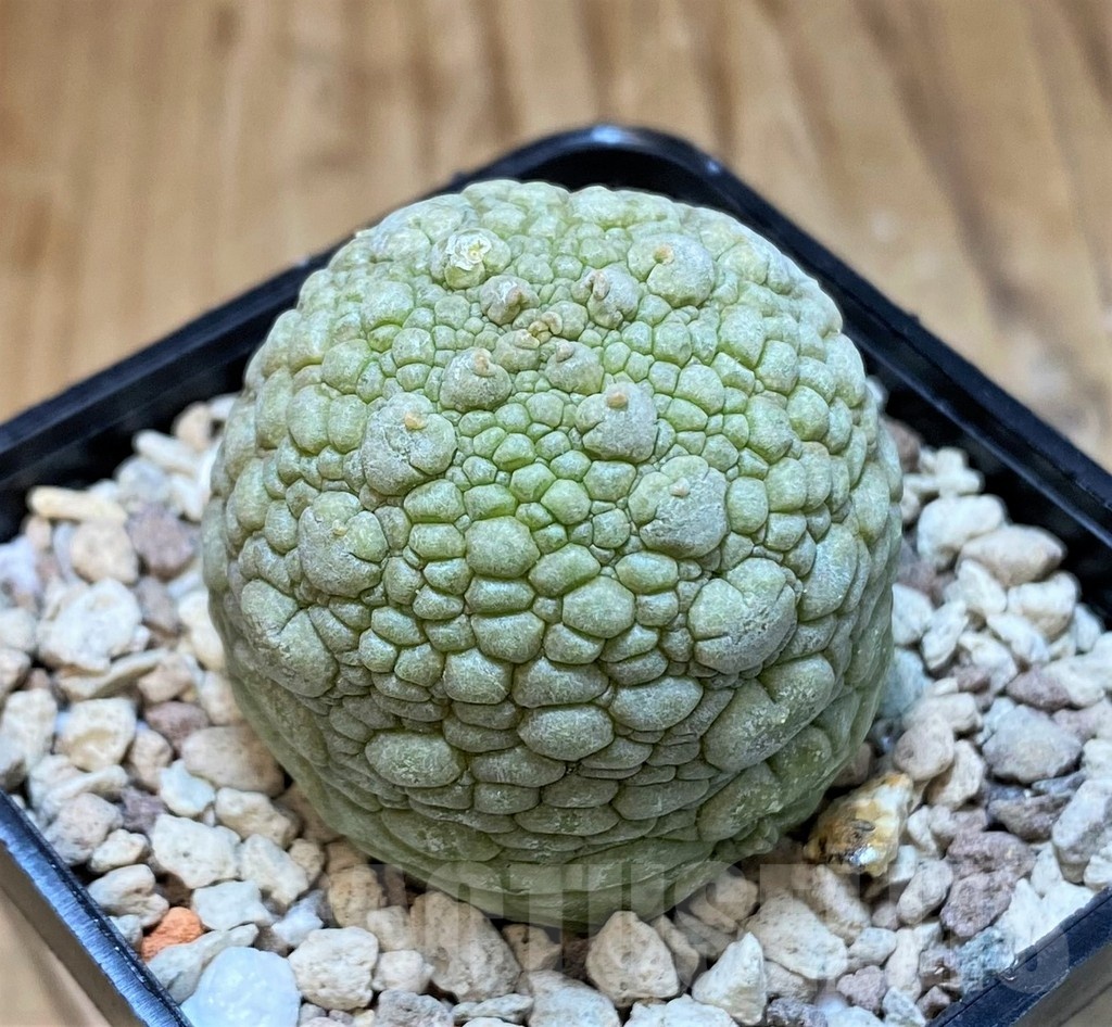 SH20688 Pseudolithos migiurtinus