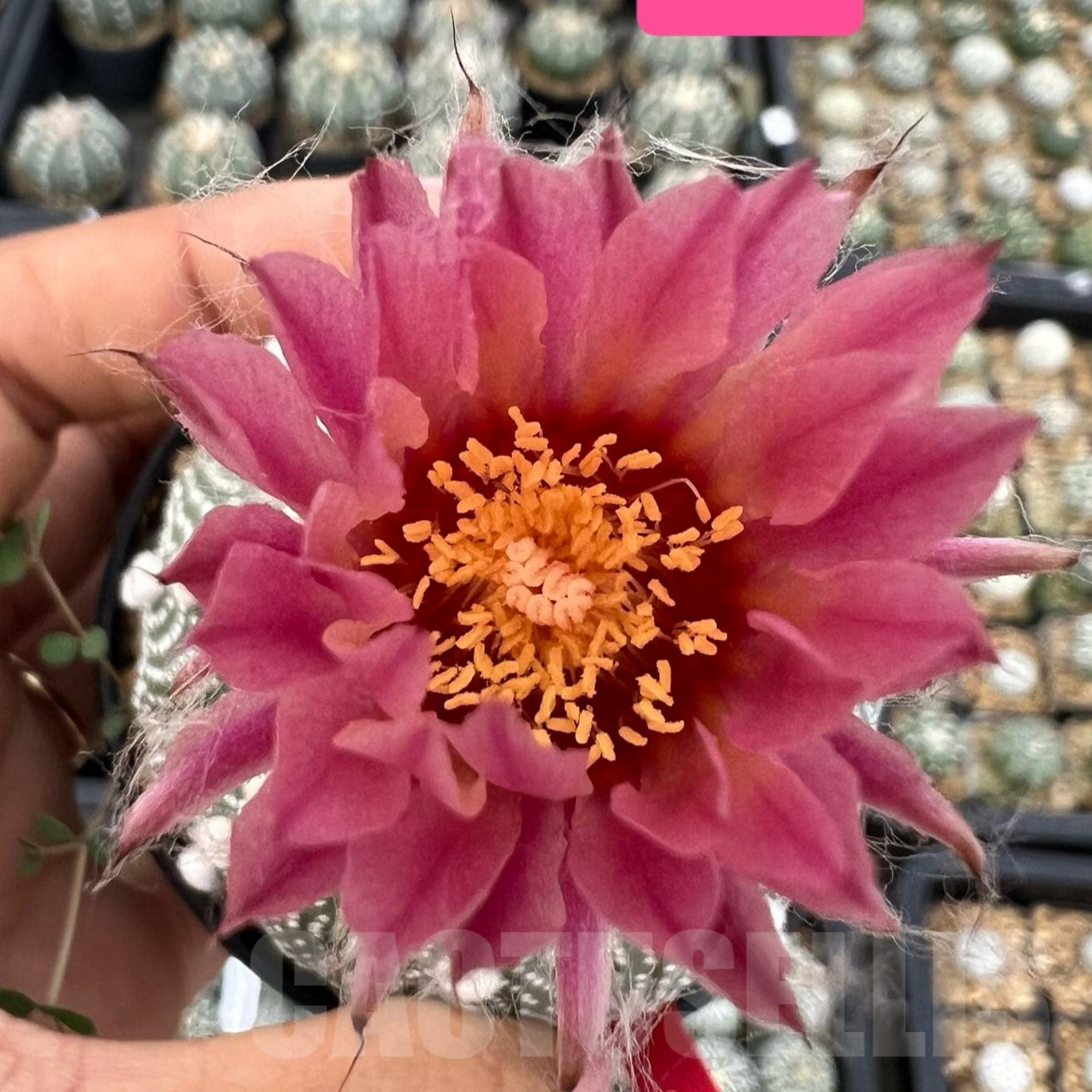 SH2560 Astrophytum asterias ‘Super Kabuto’ ‘Akabana’ clon 25