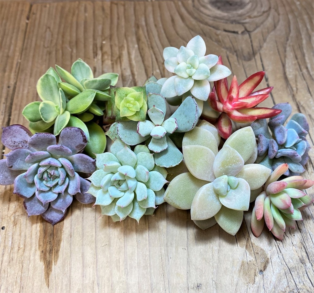 SH22896 Succulents mix, cuted - Image 2